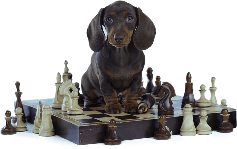Dog sitting at a chess board illustrating canine mental stimulation