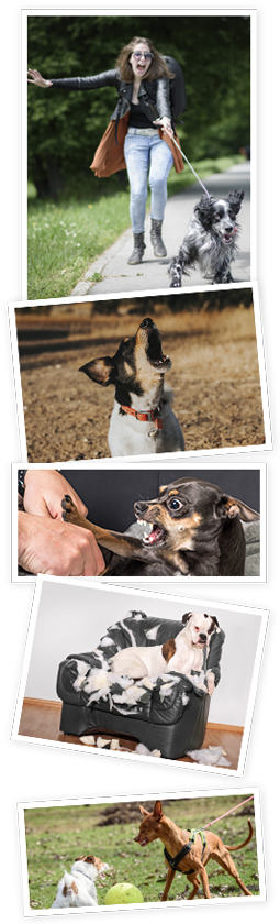 Dog surrounded by chewed household items showing common behavior problems